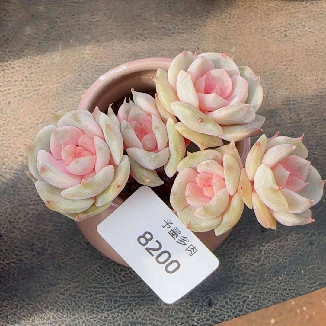 彩恋优选，8200多肉植物