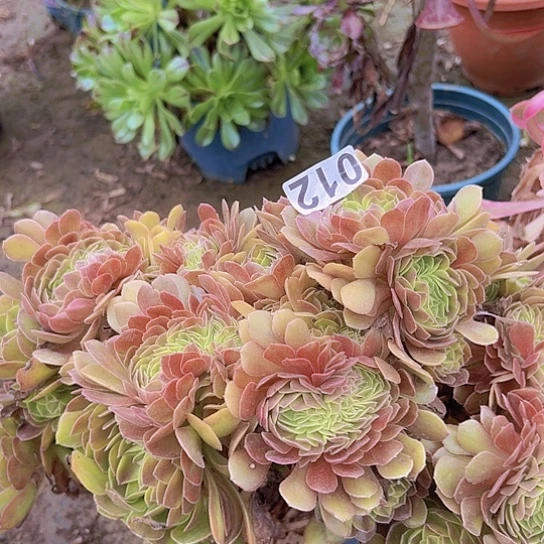 小***样多肉植物一个法师