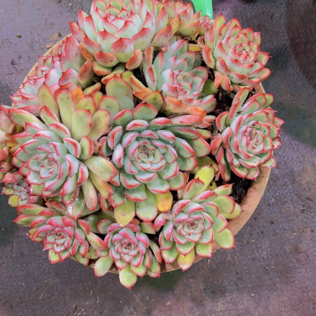 树***荷花Ａ718一颗一物一拍