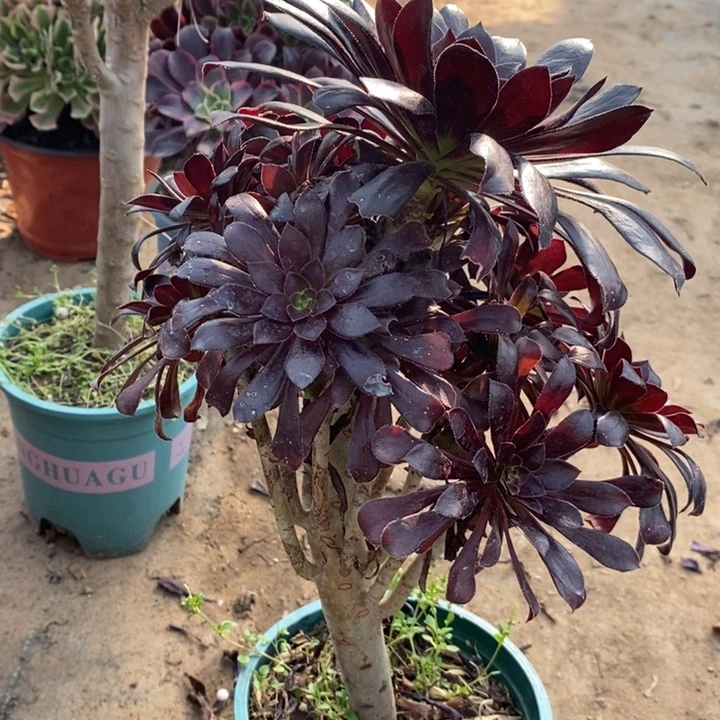 墨法3多肉植物法师法师法师