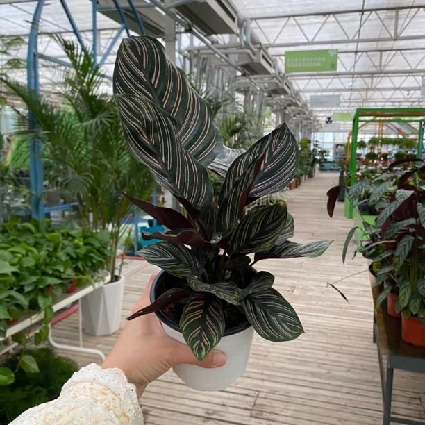 【双线竹芋】室内好养绿植四季常绿植物