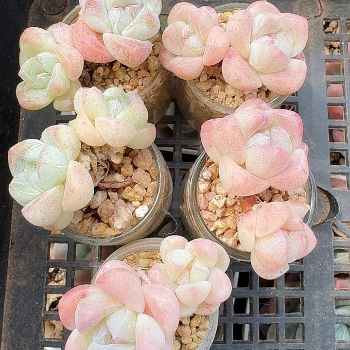 白底冰玉双头5颗带盆