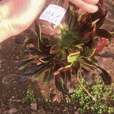 2.16-17水墨丹清多肉植物