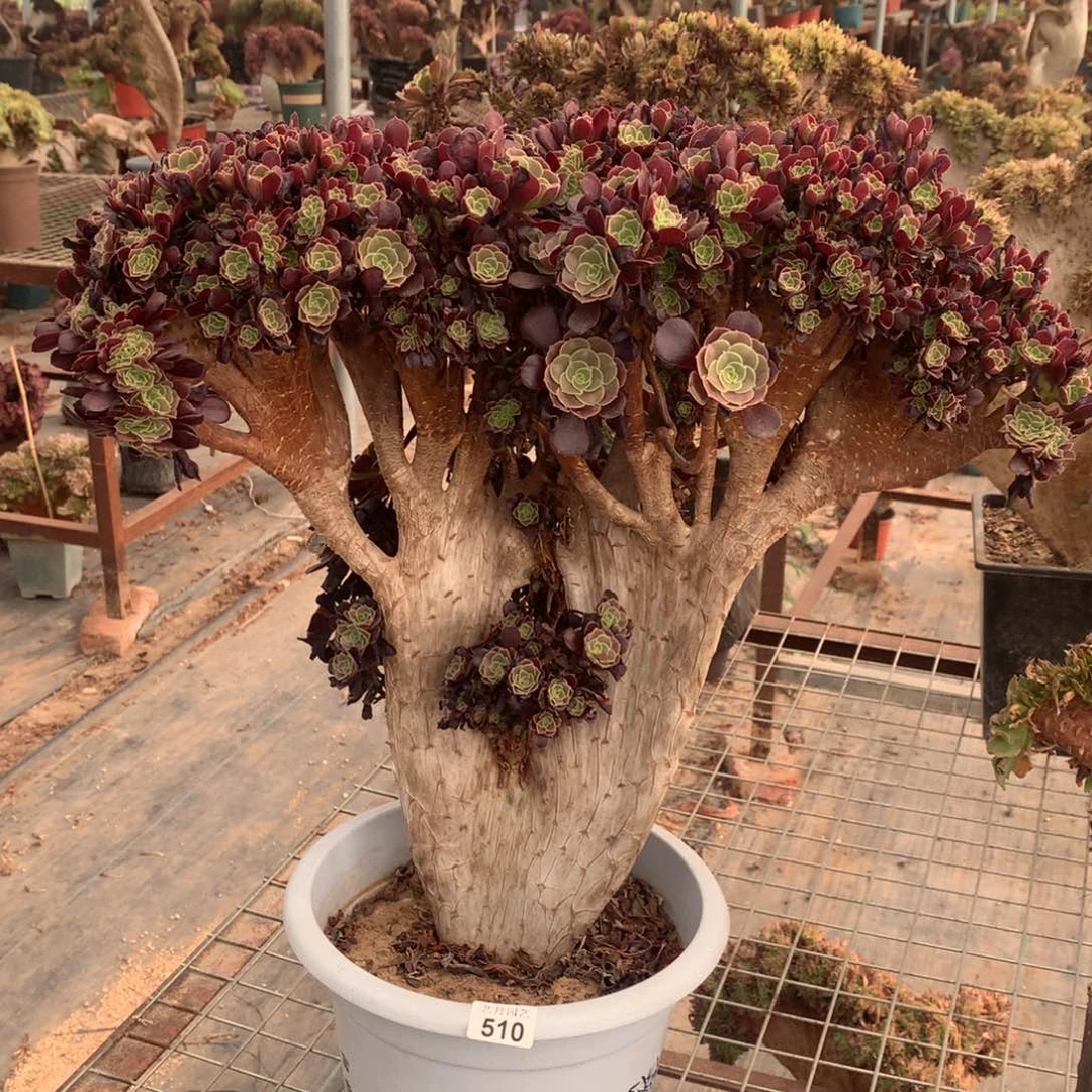 510微瑕欧紫朵朵一颗