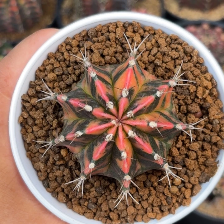 泰系米哈福利仙人球316