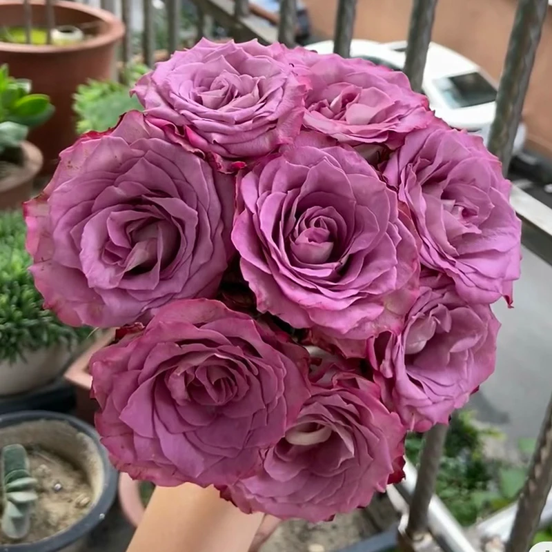 【菲韵】玫瑰【3单包邮顺丰空运/95%市区次日达】