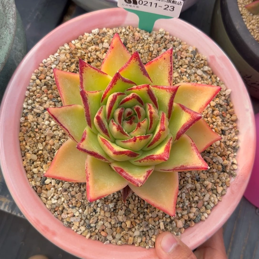 多肉一物一拍0210-23