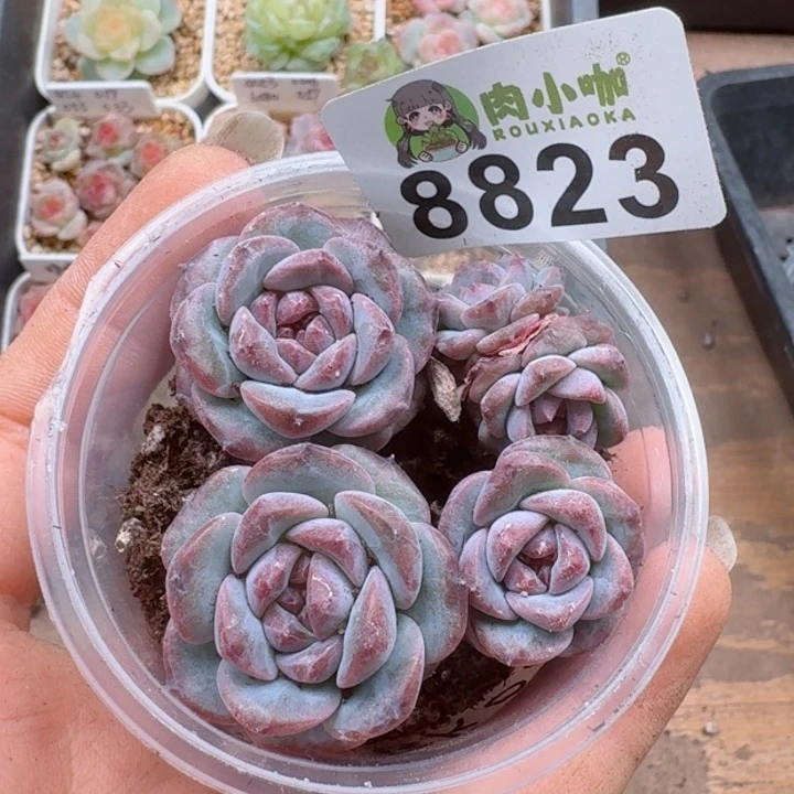 多肉植物多肉植物