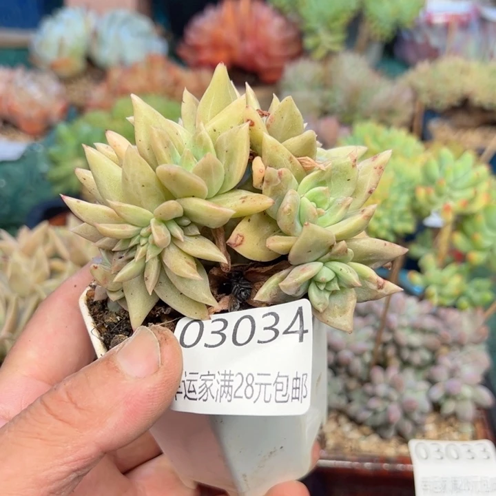 幸运的是我的朋友们