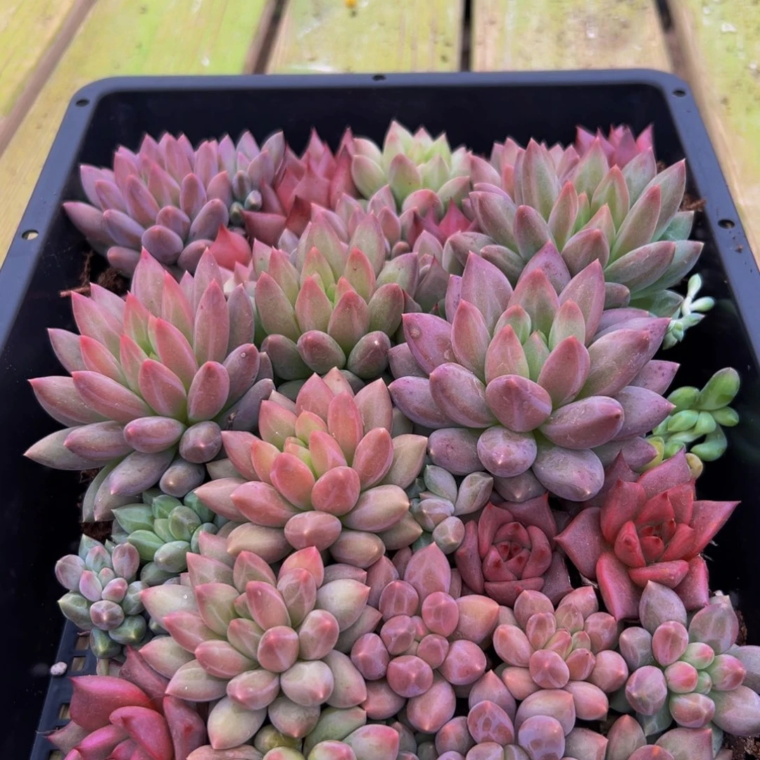 846的人都在用这个词来形容