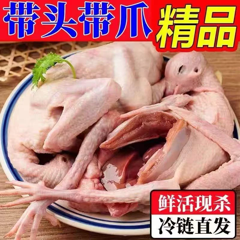 【顺丰包邮】6只 新鲜宰杀农家散养鸽子肉 新鲜速冻x