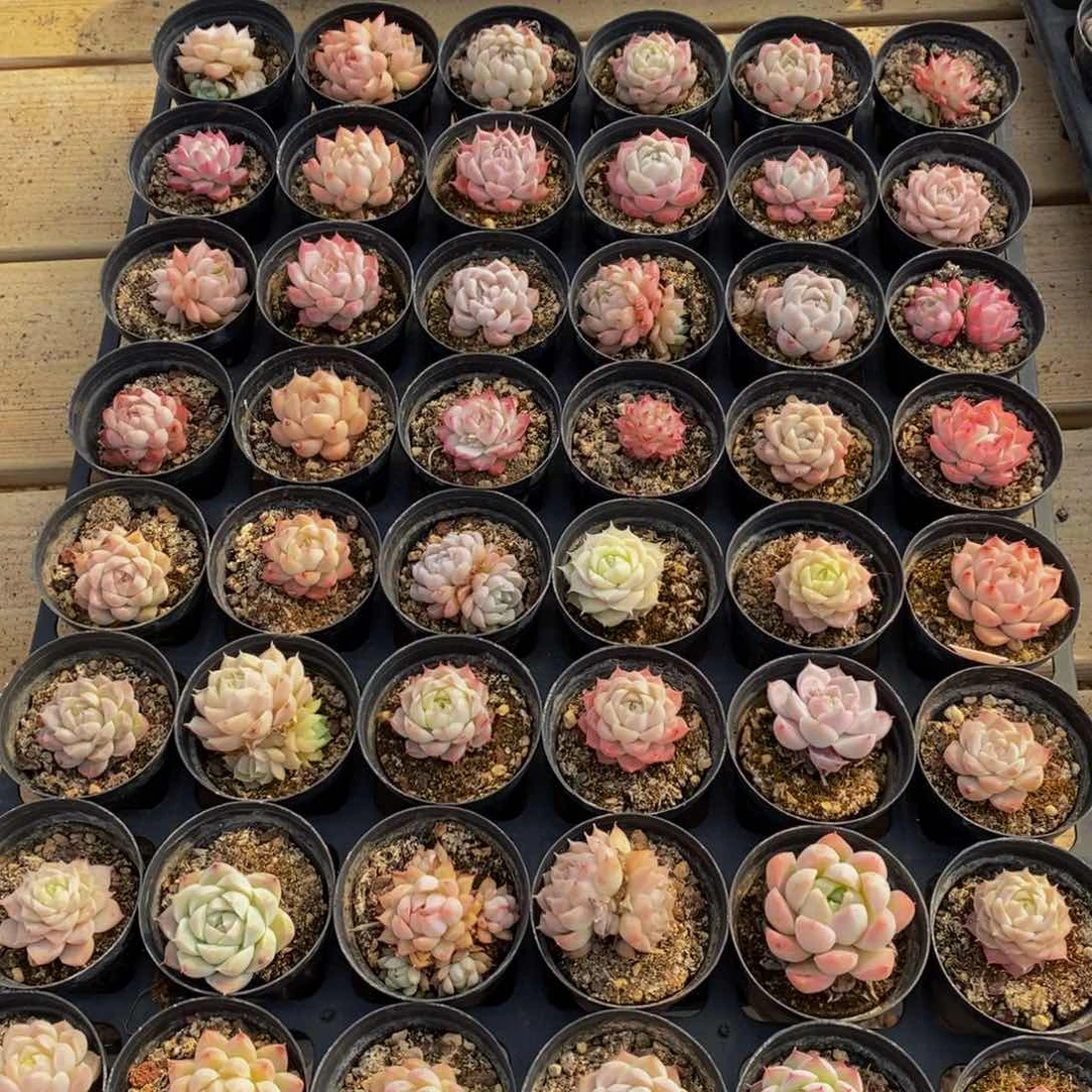 988多肉植物纤维面膜的