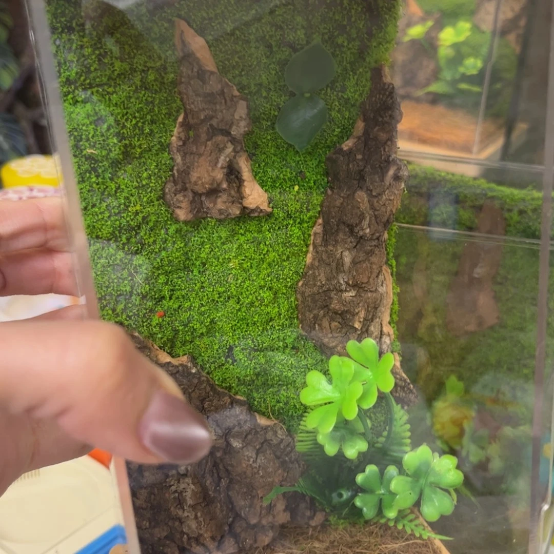 生态箱送虫拍拍拍拍拍拍