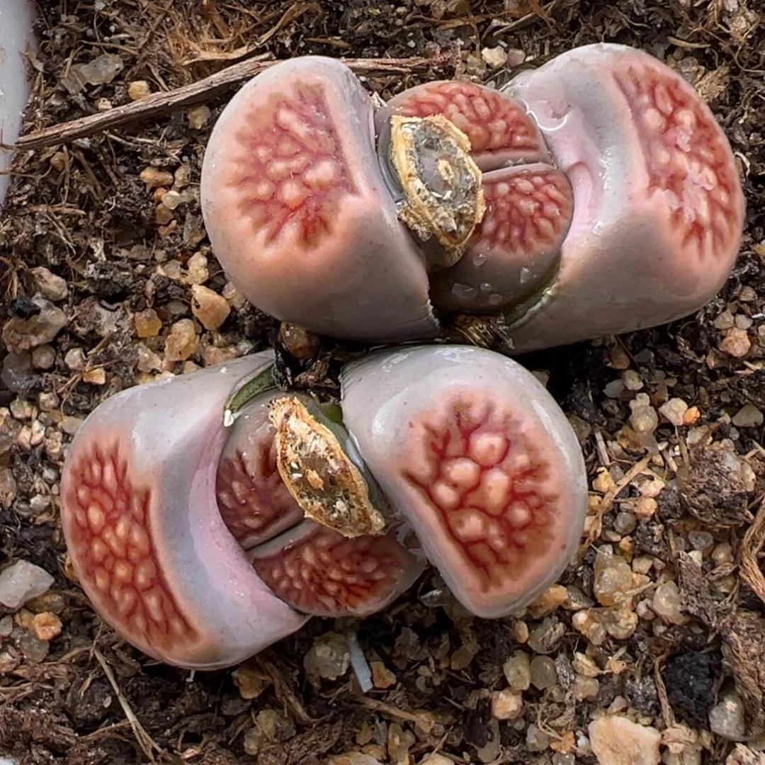 1.13好看的多肉746