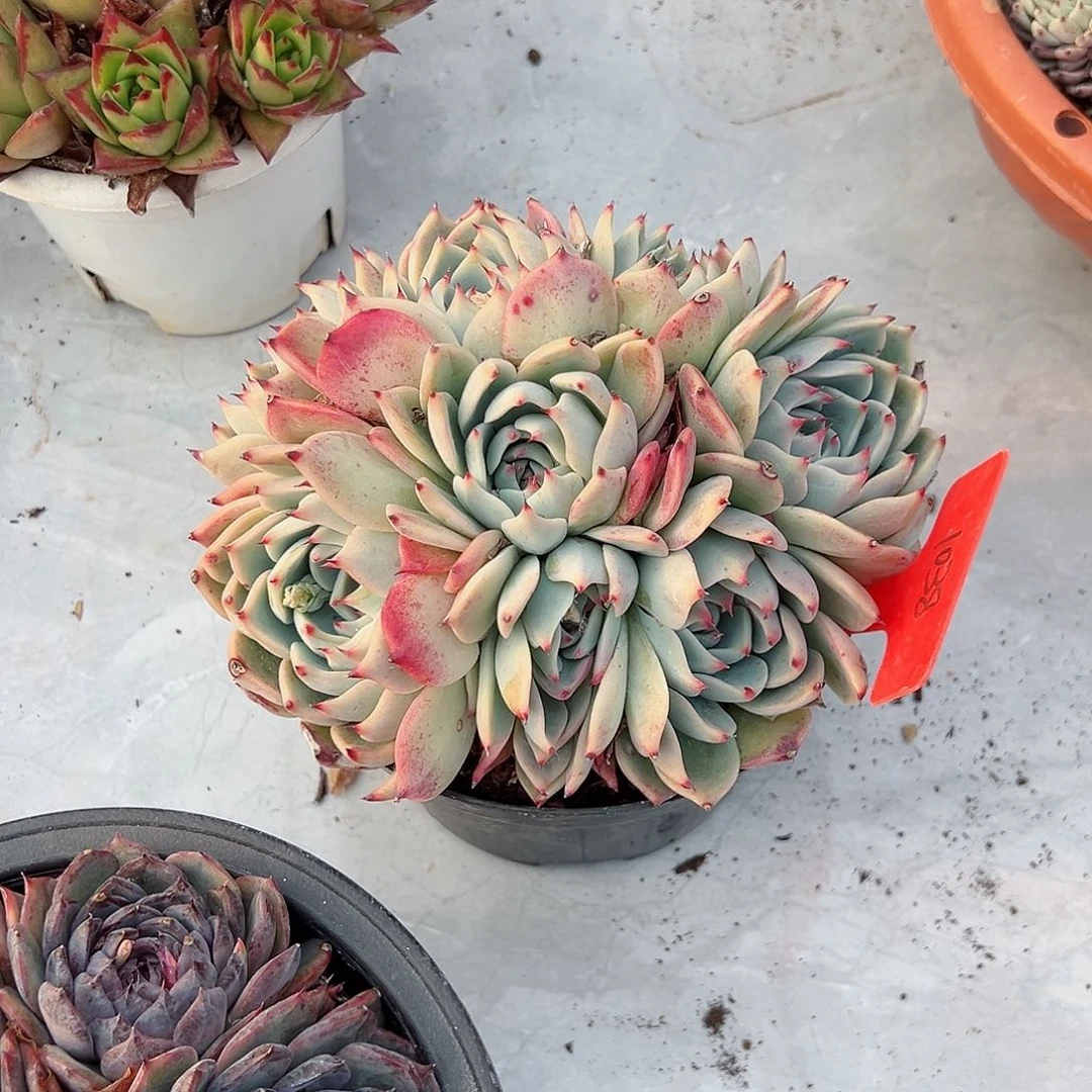 ，1038吉娃娃多肉植物