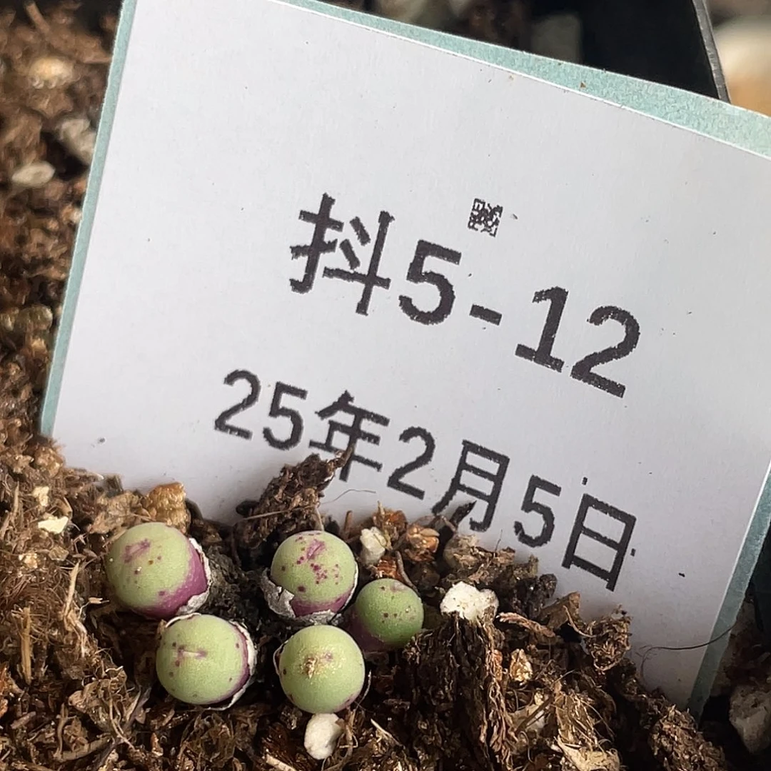 5-12肉锥多肉植物