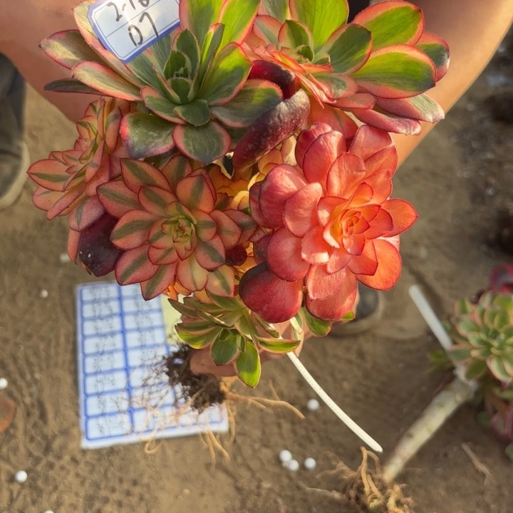 魅金玫瑰锦多肉断枝包7