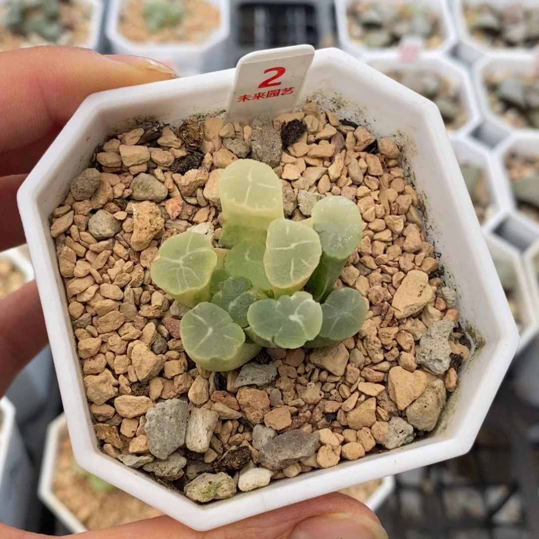 y***i2万象锦一物一拍