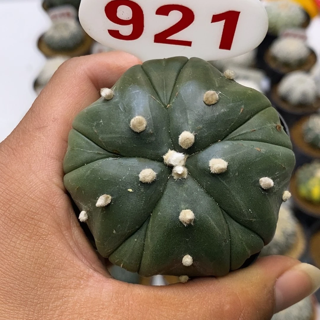 921微瑕疵特价来了来咯