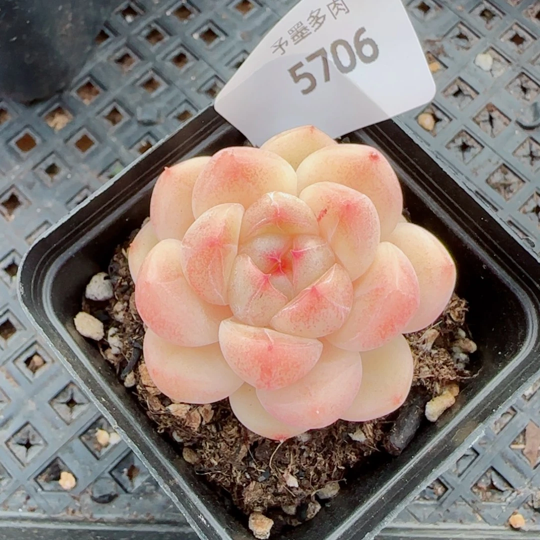 倾城珍妮，5706多肉植物