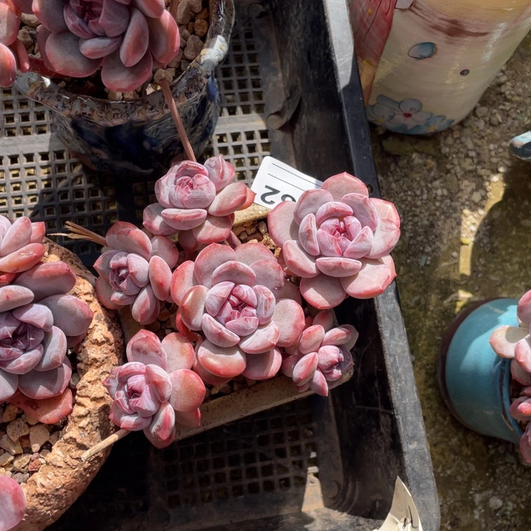 A882静好多肉园艺