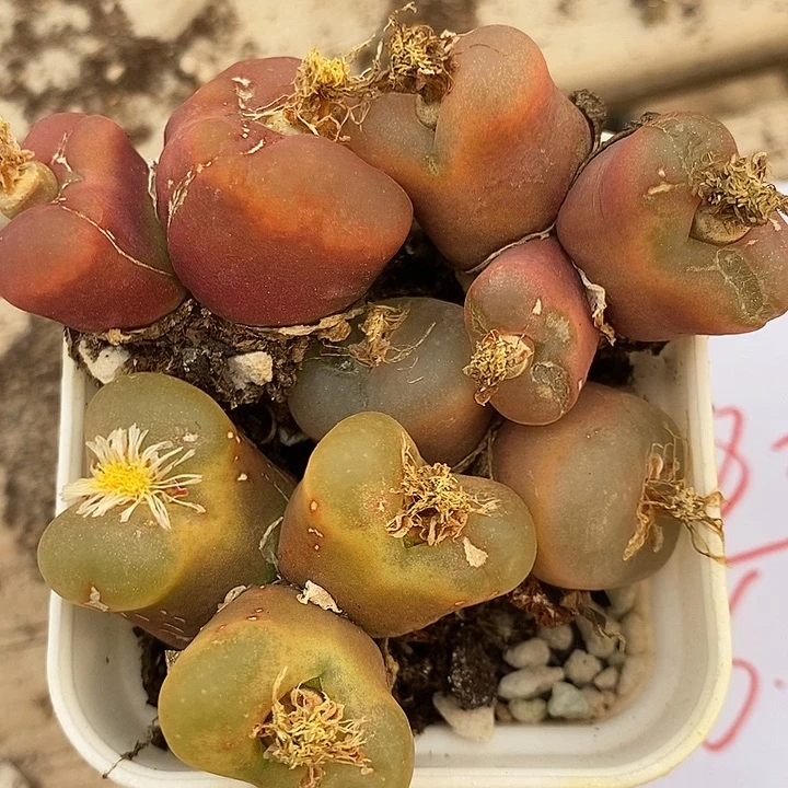 2582有伤母本一组。