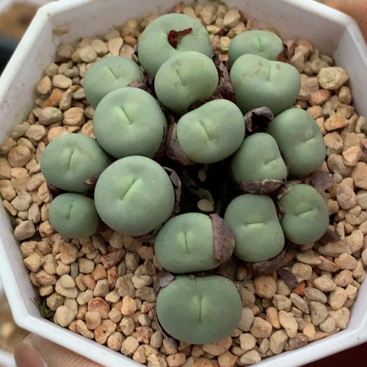 精品多肉植物精品多肉