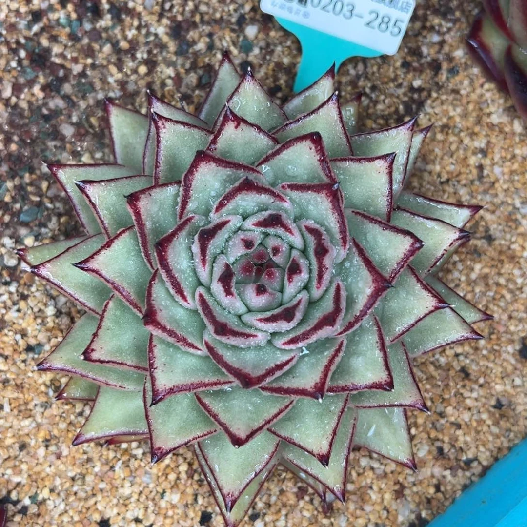 多肉一物一拍0203-285