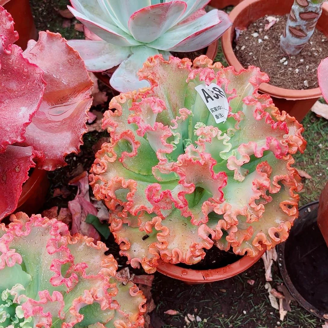 全部花朵睿*奶女王花粒多肉368