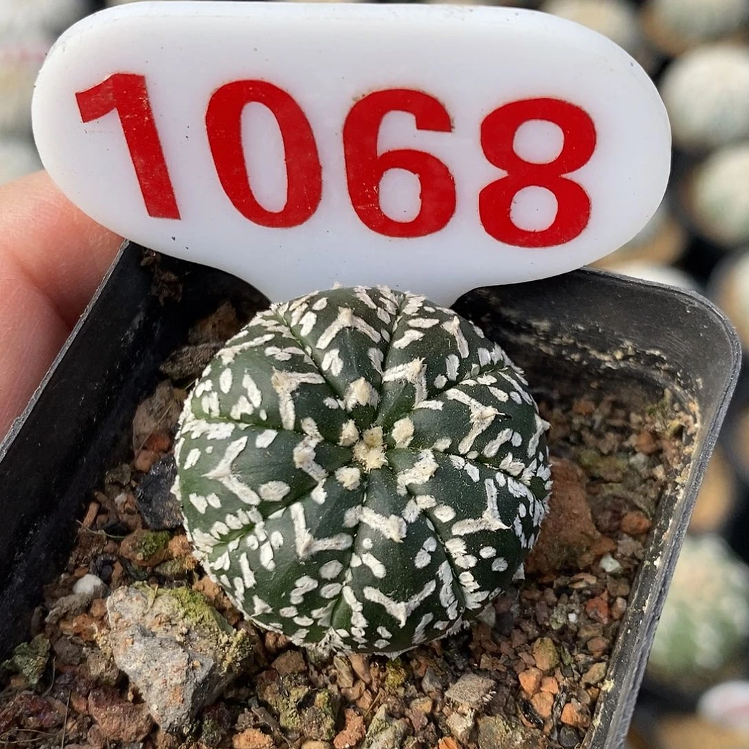 1068v兜特了特价包