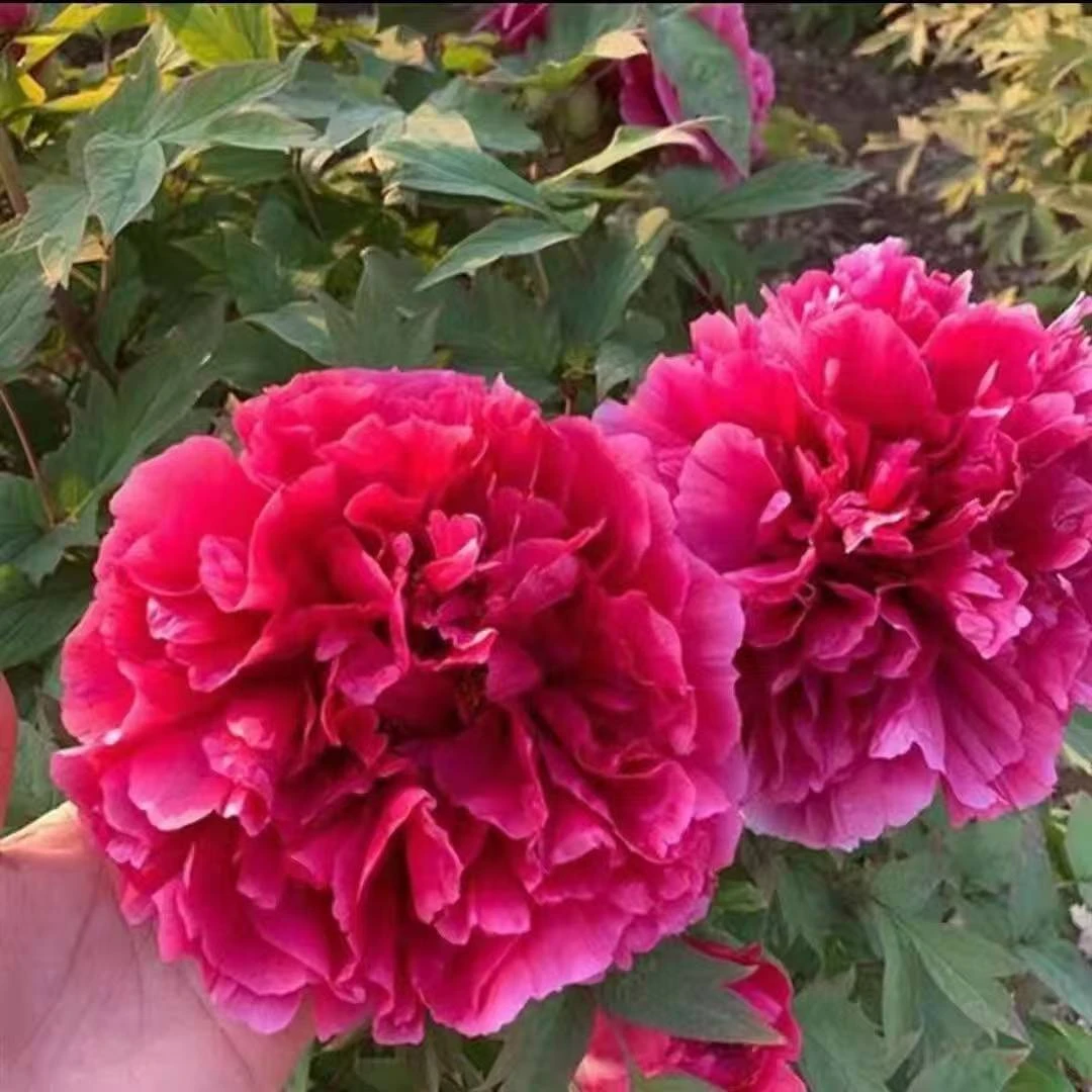 【花王】洛阳观赏多层重瓣大花牡丹花苗耐寒适合室内外种植花卉