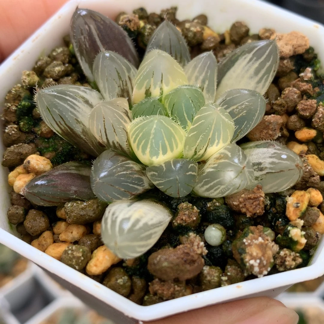 赤线玉露锦，带盆一起