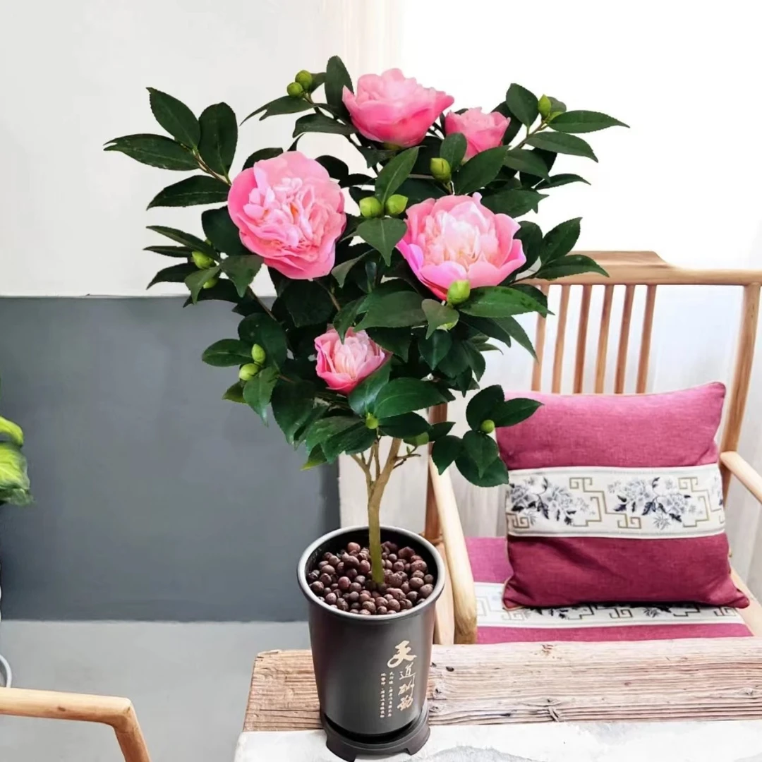 实在是太香了 香妃茶花盆栽 香水茶花 山茶花 带花苞 树苗 四季