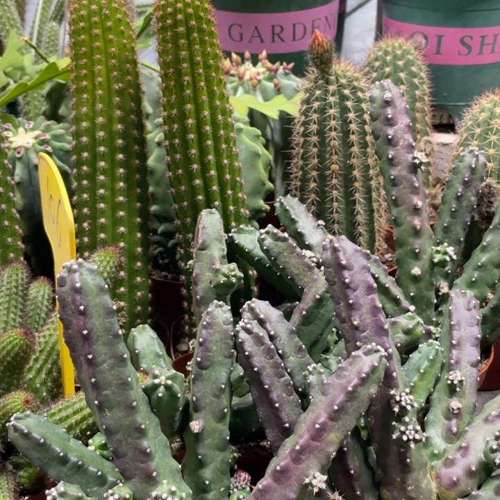 水仙情郎一杯超多头18.8