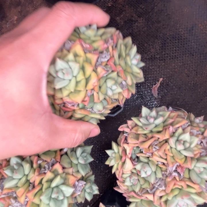 黄金象牙，一个，带土发货