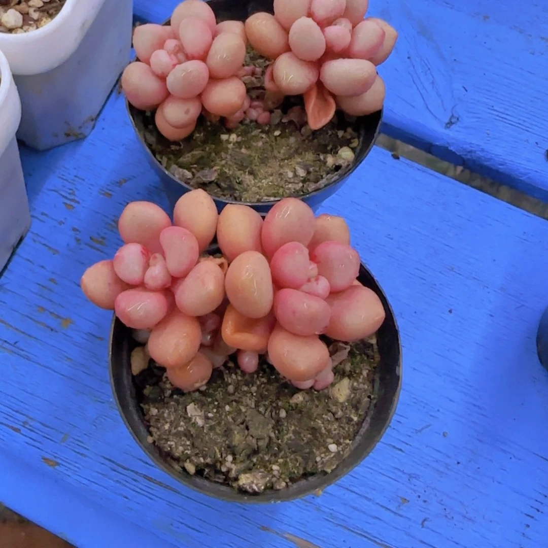 先锋派66666666666