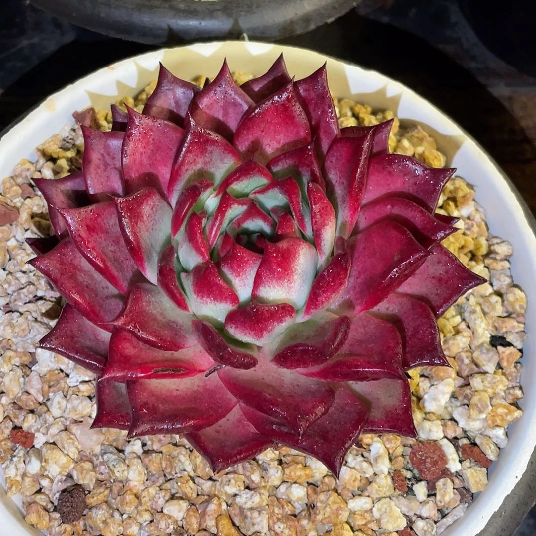 多肉植物一物一拍