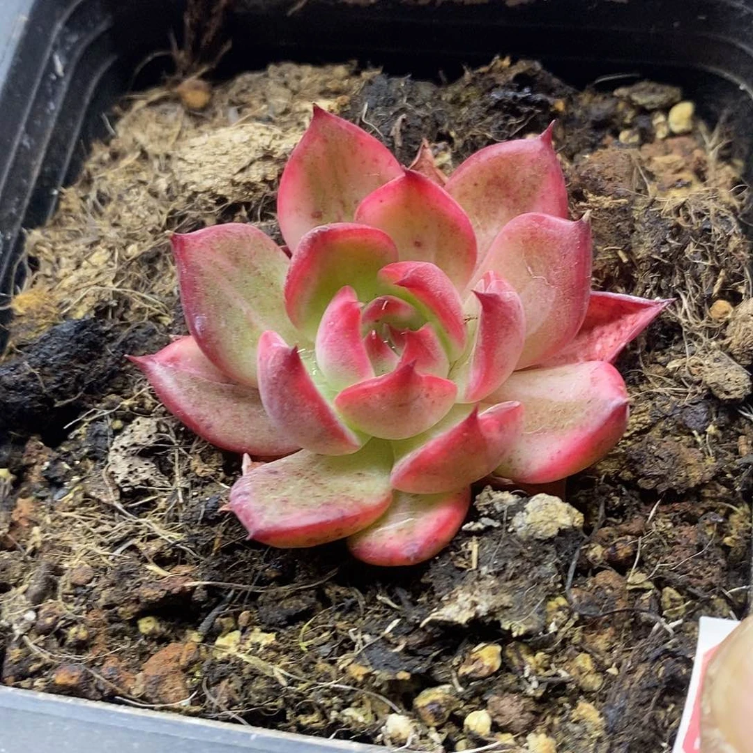 0875 弗朗明戈锦