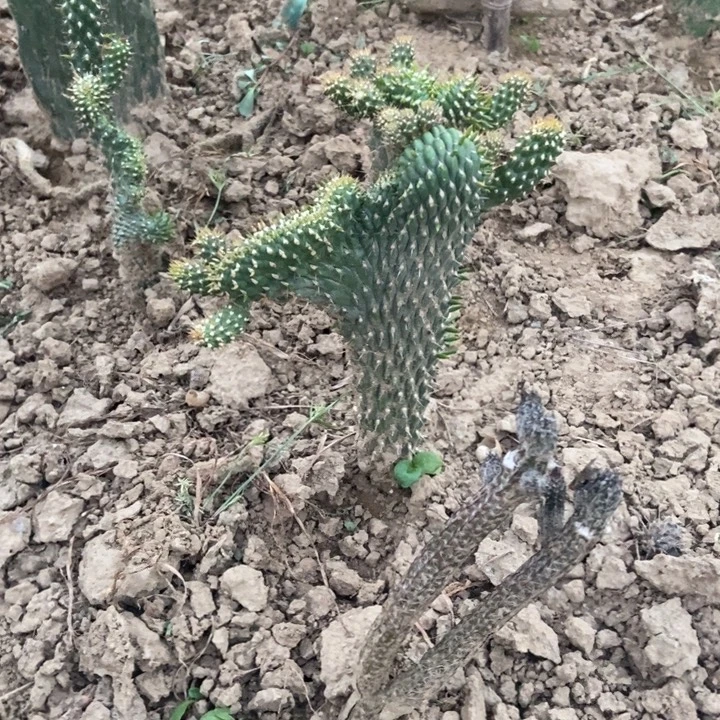 拳骨缀化一棵形状好