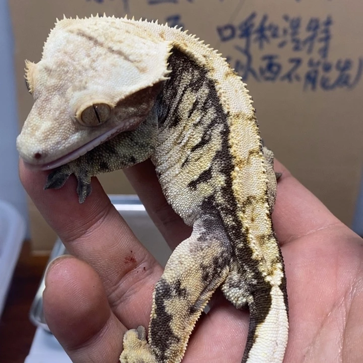 睫角守宫2025.12.11二十二