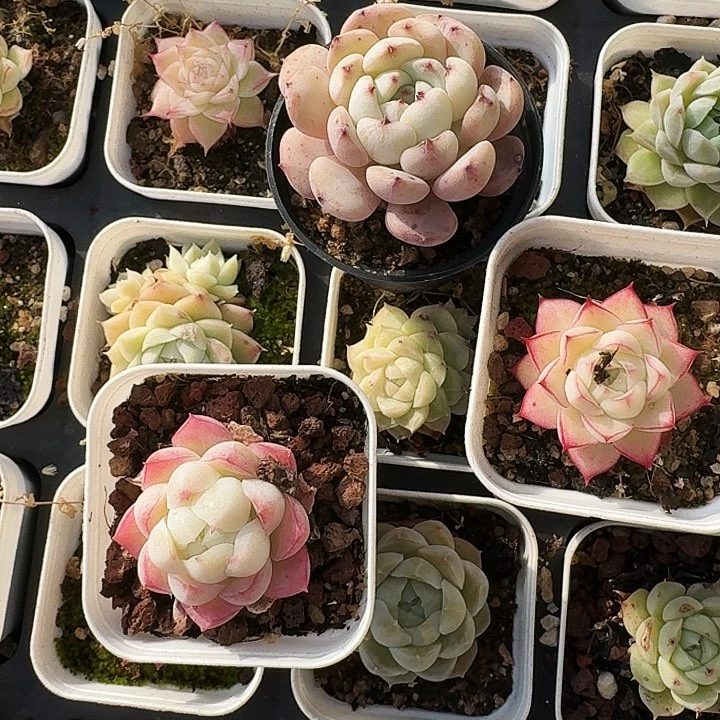 小*多肉植物满20包邮