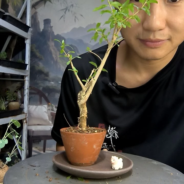 海*中青园艺一物一拍145