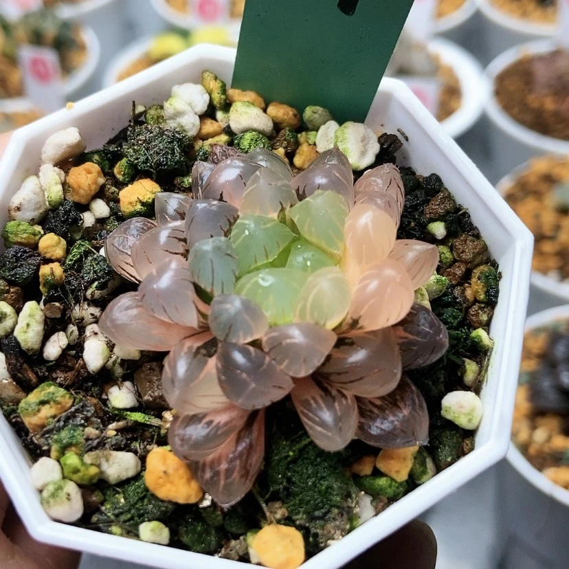 【闪购商品】冰灯锦14