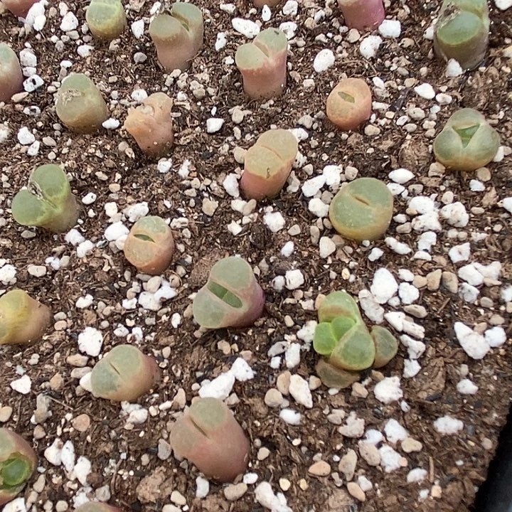 樱花一颗     1453.9