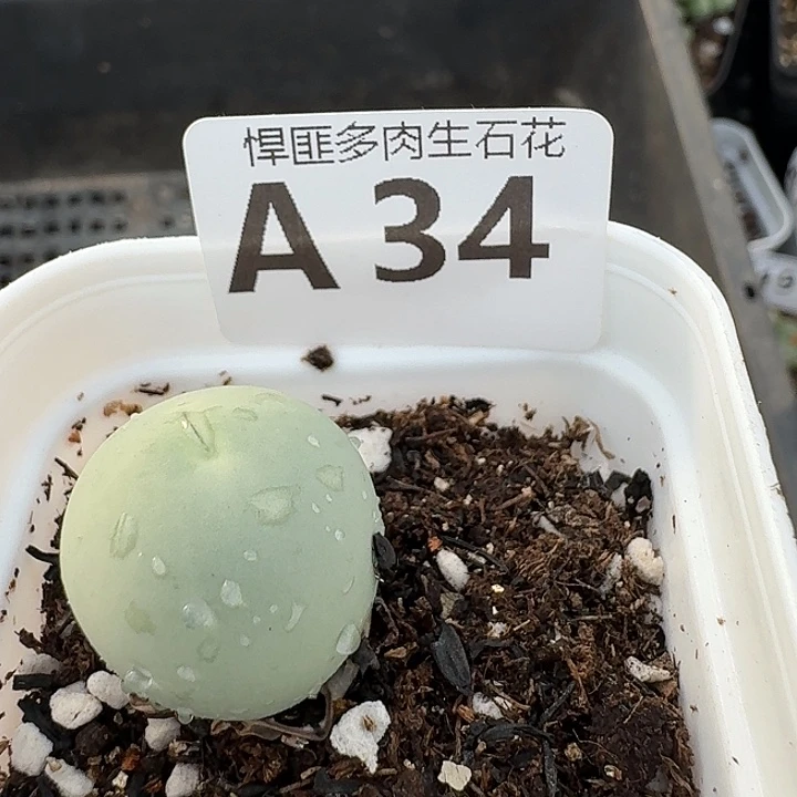 34多肉植物多肉植物