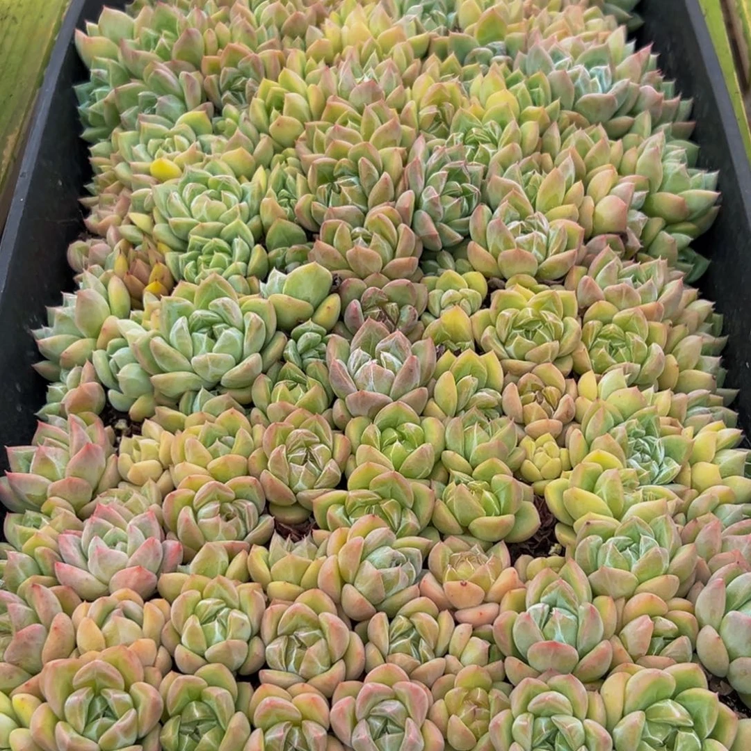 055的人都在用这个词了吗我真的