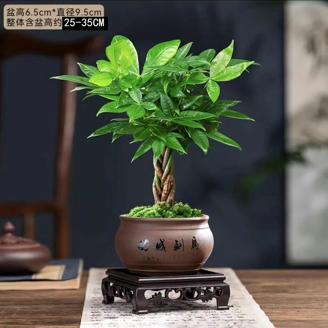 【禅意】辫子发财树绿植桌面盆栽四季常青易活绿植盆栽