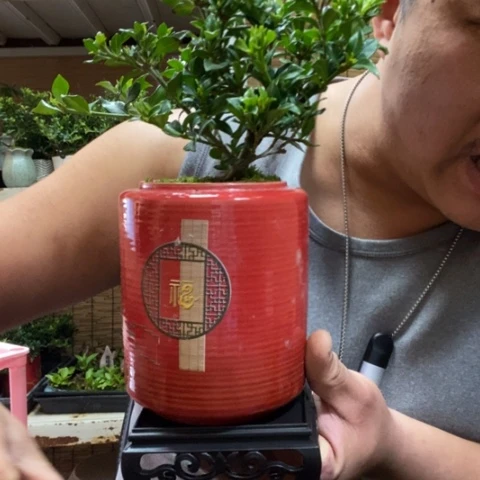 红陶一物一拍所见即所得70