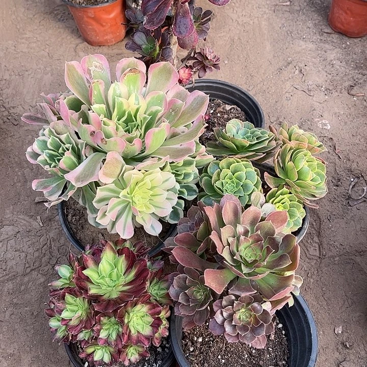 038多肉植物组合，