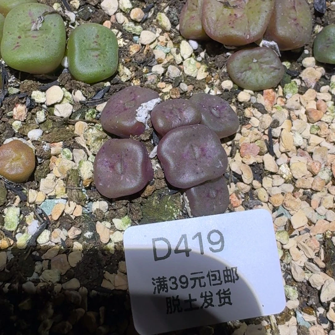 巴*鱼419多肉哈哈哈哈哈哈